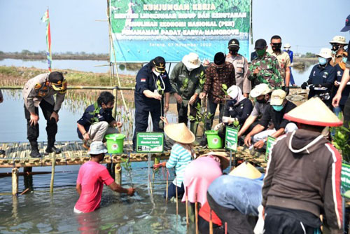  Program Padat Karya Mangrove KLHK Serap 35 Ribu Lebih Pekerja